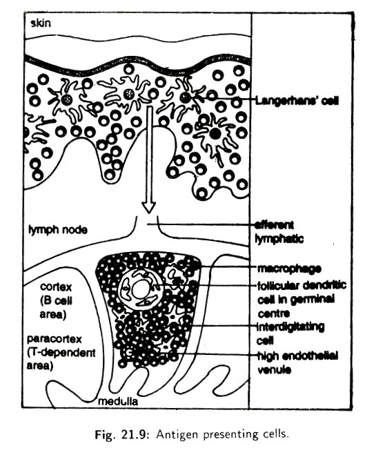 Examples of amplification of cellular oncogenes in human tumors