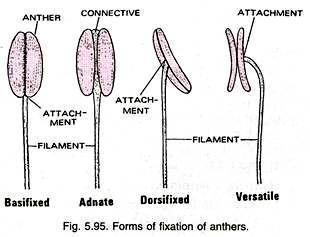 Forms of Fixation of Anthers