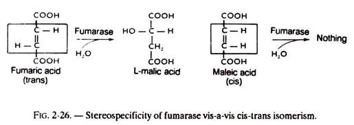 Stereospecificity of Fumarase vis-a-vis cis-trans isomerism