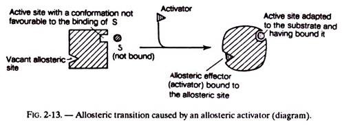 Allosteric Transition Caused by an Allosteric Activator