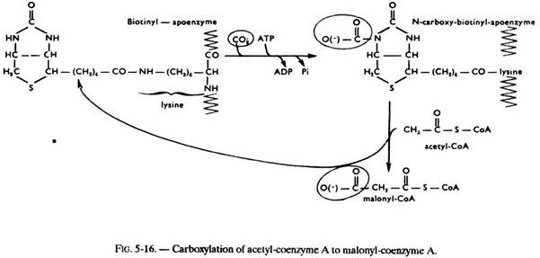 Carboxylation of Acetyl-Coenzyme A to Malonyl-Coenzyme A