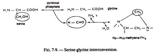 Serine-Glycine Interconversion