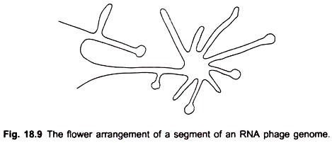 Flower Arrangement of a Segment of an RNA Phage Genome