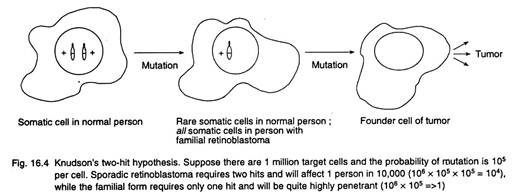 Knudson's wo-hit hypothesis