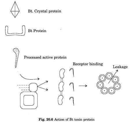 Action of Bt toxin protein