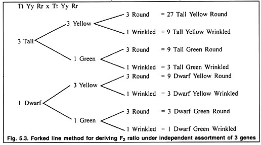 Forked line method for deriving F2 ratio under independent assortment of 3 genes