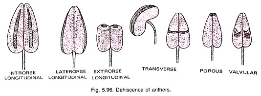 Dehiscence fo Anthers