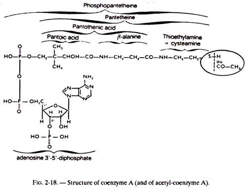 Structure of Coenzyme A