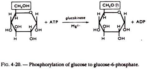 Phosphorylation of Glucose to Glucose-6-Phosphate