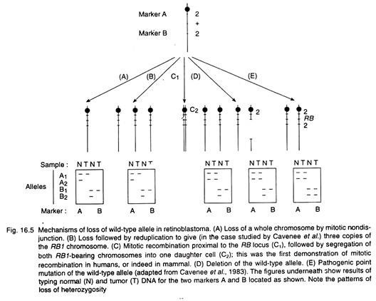 Mechanisms of loss of wild-type allele in retinoblastoma