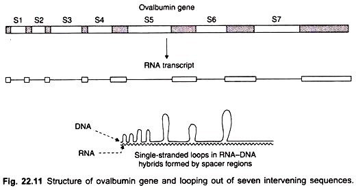 Structure of ovalbumin gene and looping out of seven intervening sequences