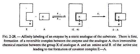 Affinity Labeling of an Enzyme by a Steric Analogue of the Substrate