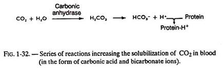 Series of reactions Increasing the Solubilization of CO2 in Blood