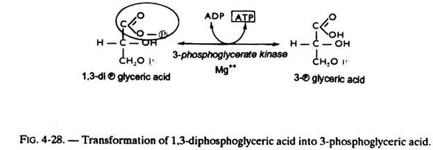 Transformation of 1,3-Diphosphoglyceric Acid into 3-Phosphoglyceric Acid
