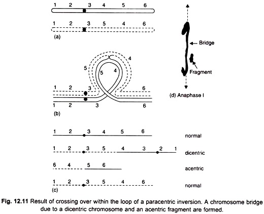 Resulting Crossing Over within the Loop of a Paracentric Inversion