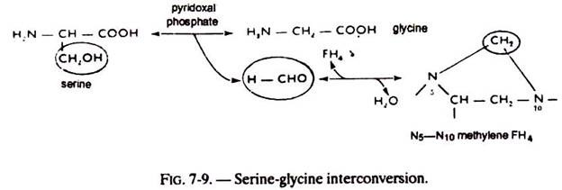 Serine-Glycine Interconversion