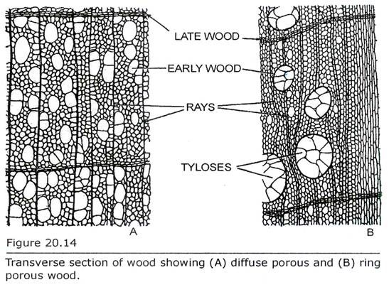 Transverse Section of Wood showing diffuse Porous and Ring Porous Wood