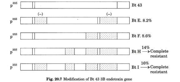 Modification of Bt 43 3B endotoxin gene