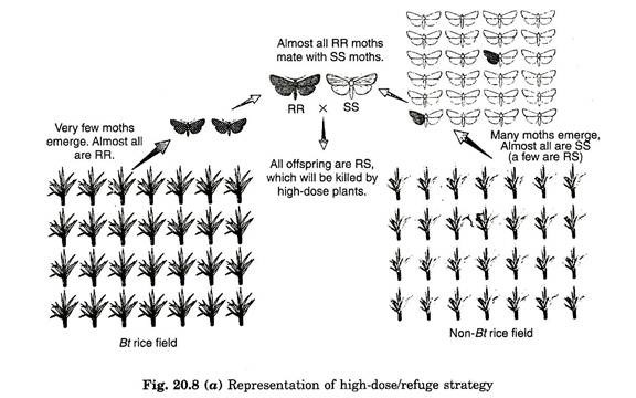 Representation of High-Dose/Refuge Strategy 