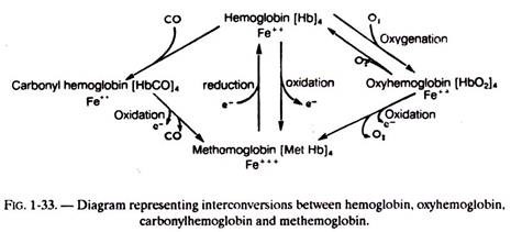 Interconversions between Hemoglobin, Oxyhemoglobin, Carbonylhemoglobin and Methemoglobin