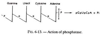 Action of Phosphatase