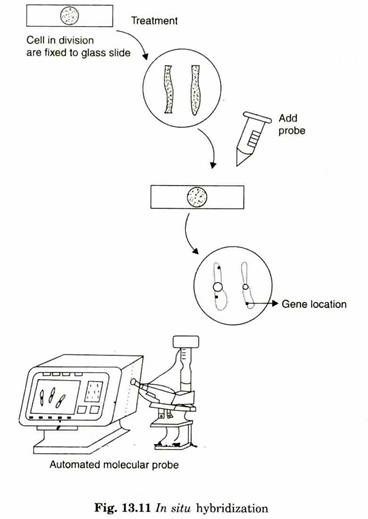 In Situ Hybridization