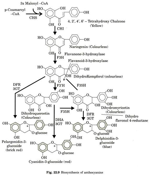 Biosynthesis of anthocyanins