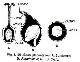 Basal Placentation