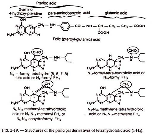 Structures of the Principaln Derivatives of Tetrahydrofolic Acid