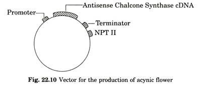 Vector or the production of acynic flower