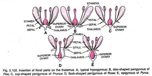 Insertion of Floral Parts on the Thalamus