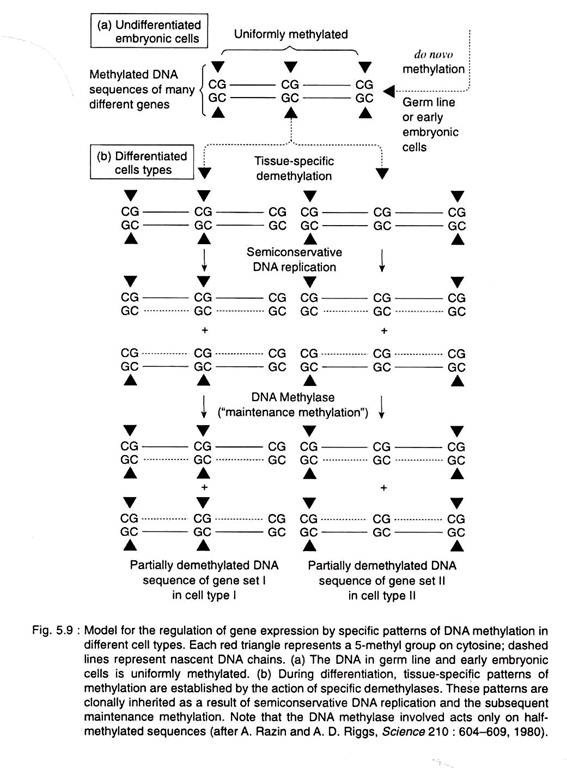 Models for the regulation of gene expression by specific patterns of DNA methylation