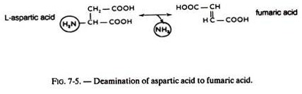 Deamination of Aspartic Acid to Fumaric Acid