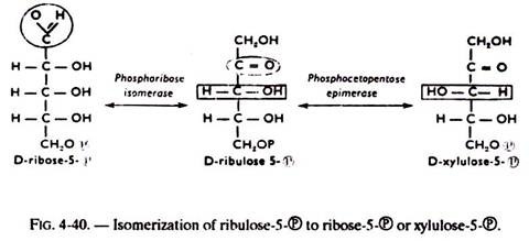 Isomerization of Ribulose-5 ℗ to Ribose-℗ or Xylulose-5℗