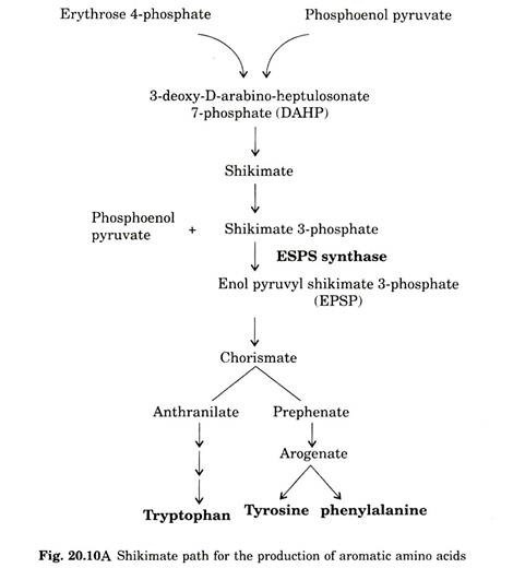 Shikimate path for the production of aromatic amino acis