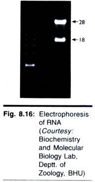 Mutator genes in colon cancer