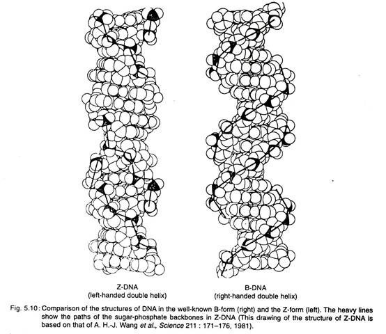 Comparison of the structure of DNA in the well-known B-form