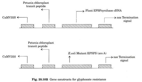 Gene onstructs for glyphosate resistance