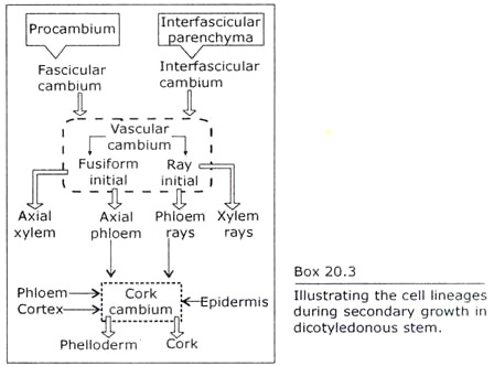 Cell Lineages during Secondary growth in Dicotyledonous Stem