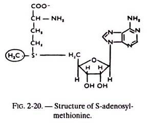 Structure of S-Adenosyl-Methionine