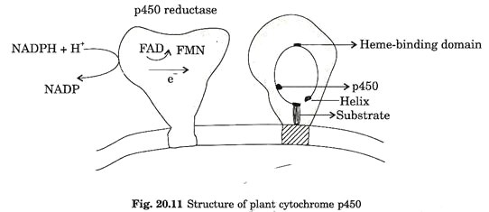 Structure of plant cytochrome p450