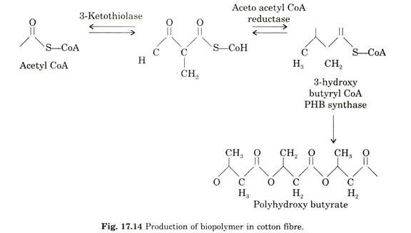 Production of biopolymer in cotton fibre