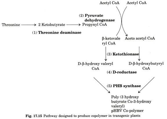 Pathway designed to produce copolymer in transgenic plants