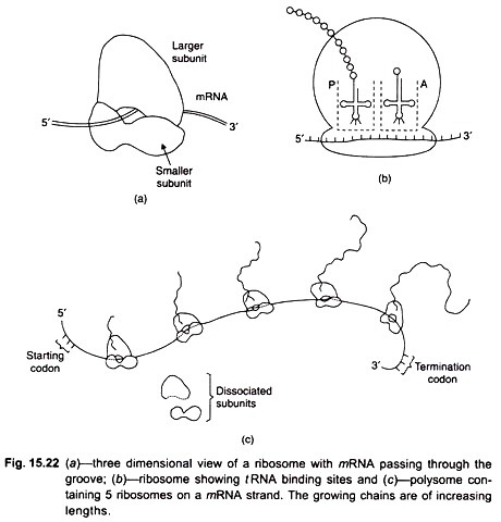 Events on the Ribosome