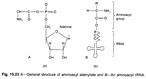 General structure of aminoacyl adenylate and An aminoacyl tRNA