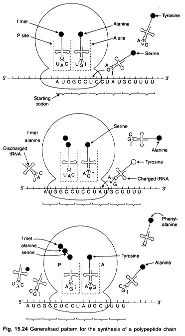 Generalised pattern for the synthesis of a polypeptide chain