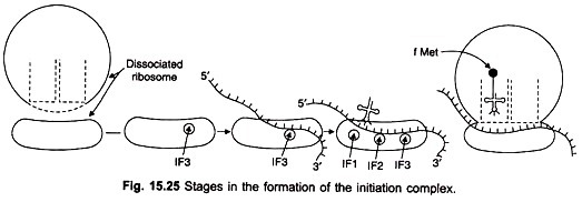 Stages in the formation of the initiation complex