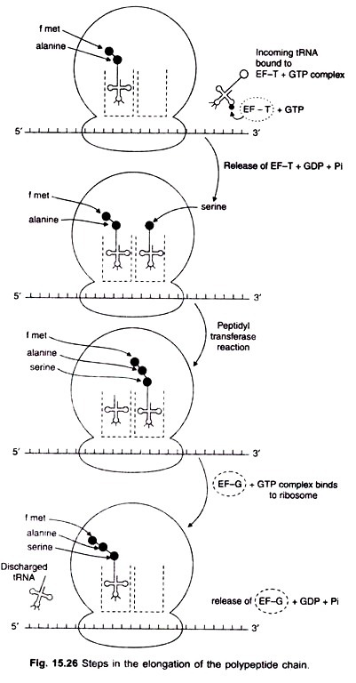 Steps in the elongation of the polypeptide chain