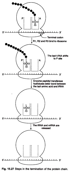 Steps in the termination of the protein chain