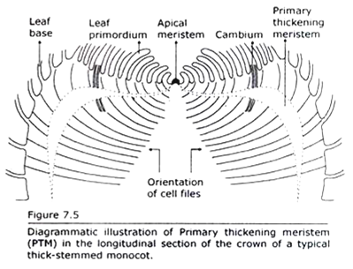 Primary thickening Meristem in the Longitudinal Section of the Crown of a typical Thick-Stemmed Monocot